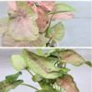 Syngonium